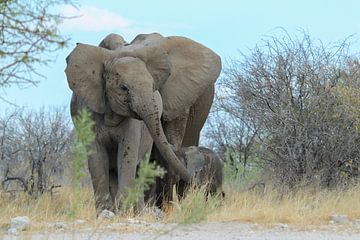Olifanten familie in Etosha van Marieke Funke