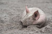 Pig sleeping in the sand / Free range pig sleeping in the mud