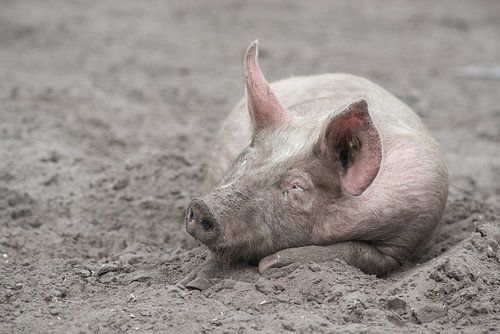 Cochon dormant dans le sable / Cochon en liberté dormant dans la boue