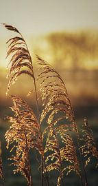 Plumes in Zeeland