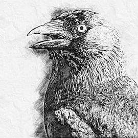 Choucas (dessin) sur Art by Jeronimo