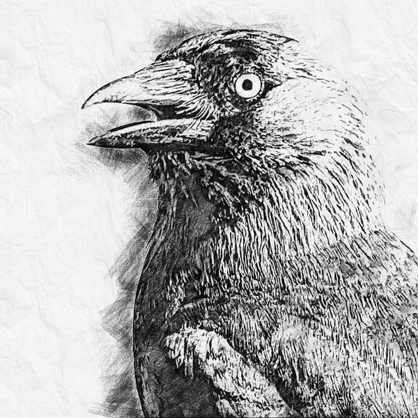 Kauw (tekening) van Art by Jeronimo