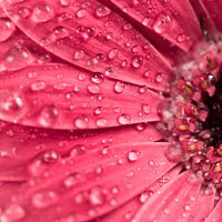 Water drops on a gerbera flower