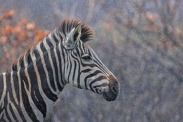 Zebra in de regen