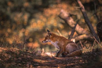 Amsterdamse waterleiding duinen van Lisa Antoinette Photography