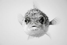 Pufferfish by Poster Art Shop