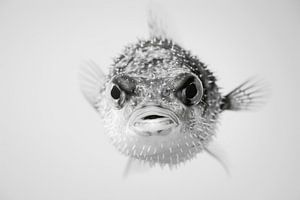 Kugelfisch