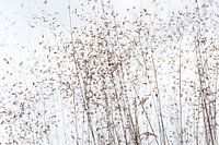Grasstengels met zaden