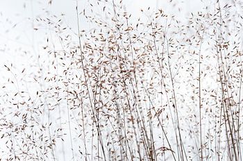 Grass stalks with seeds
