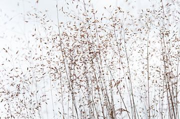 Grasstengels met zaden van Jack Tummers