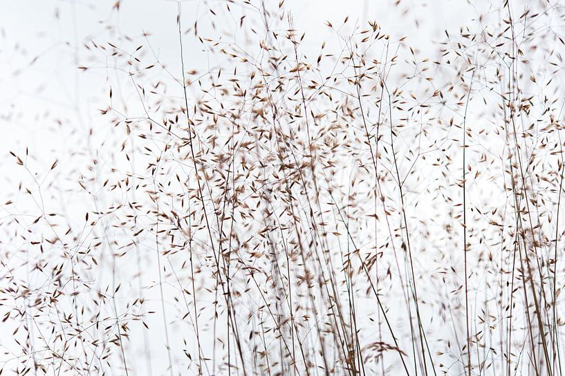 Grashalme mit Samen von Jack Tummers