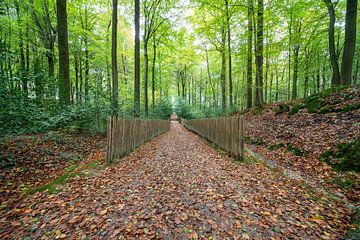 L'automne dans le Brakelbos sur Marcel Derweduwen