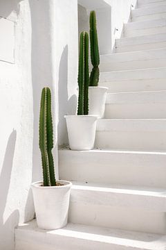 Botanisch Griekenland | Cactussen Mykonos | Fotoprint Europa reisfotografie van HelloHappylife