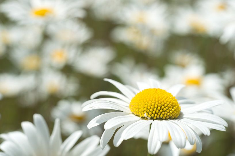 La marguerite, symbole de la virginité par Gerry van Roosmalen