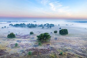 Kalmthoutse heide vor Sonnenaufgang