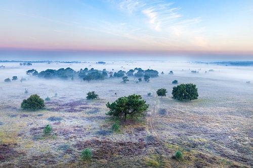 Kalmthoutse heide vóór zonsopkomst