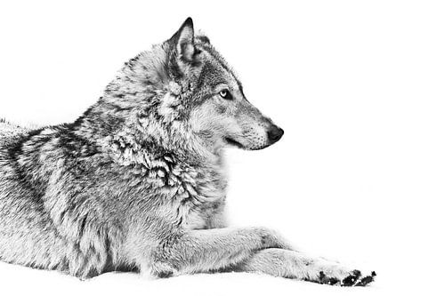 Zij-wolf poot aan poot zwart-witte achtergrond in profiel mooi