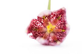 Dag 127 von Danielle Malestein