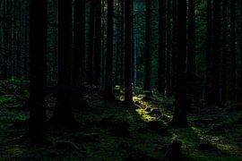 Rold Skov (Danemark)