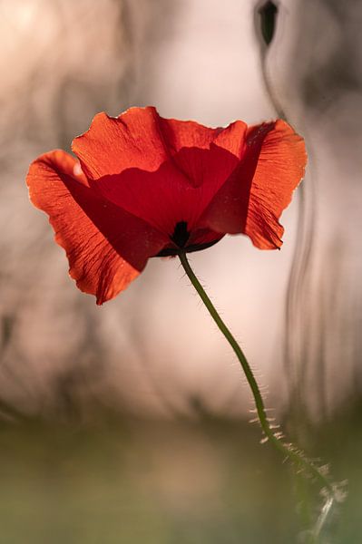 Poppy in the evening light by Kurt Krause