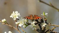 Schmetterling Pfau auf Zweig mit weißen Blüten