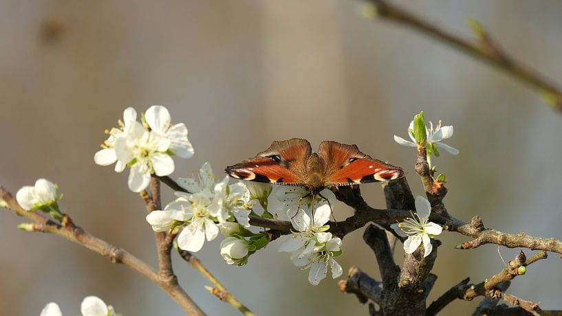Butterfly peacock on branch with white blossoms by Studio Stien