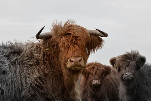 Schotse hooglanders nieuwsgierig 2 kleurig