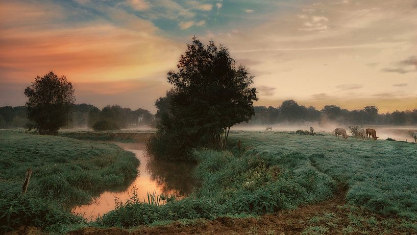 Cows in the fog .Markdal Breda by Saskia Dingemans Awarded Photographer