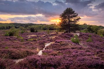 Paarse heide op Terschelling. van Marco Lok