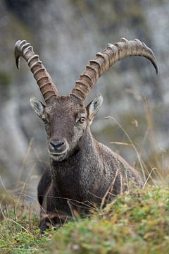 Alpensteinbock *Capra ibex* von wunderbare Erde
