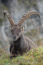 Alpine Ibex by wunderbare Erde thumbnail