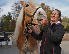 Preparation of a light brown Haflinger with beige mane before training
