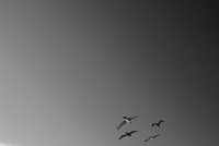 Albatrossen