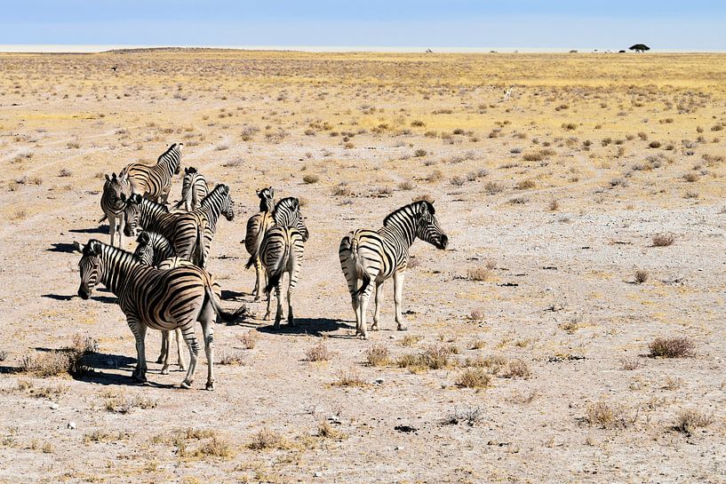 Zebra-Herde von Merijn Loch