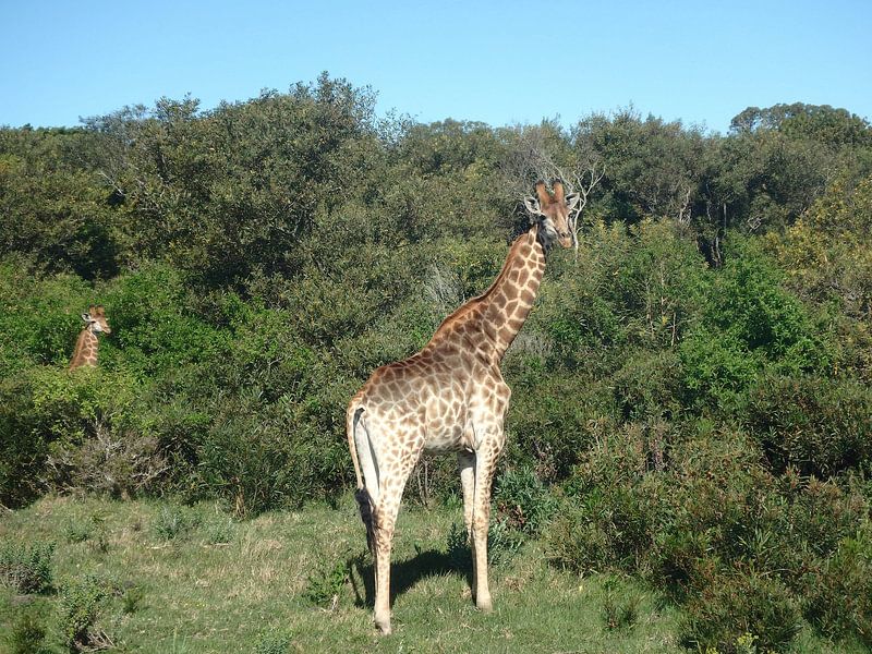 Giraffe von Robin van Tilborg
