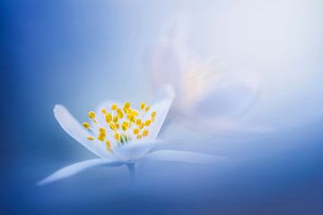 Wood anemones in a blue background by Bob Daalder