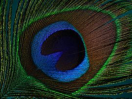 Eine Nahaufnahme einer Pfauenfeder mit türkisfarbenem Hintergrund von Marjolijn van den Berg