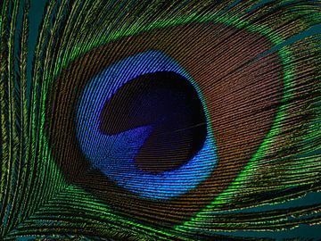 A close-up of a peacock feather with turquoise background by Marjolijn van den Berg