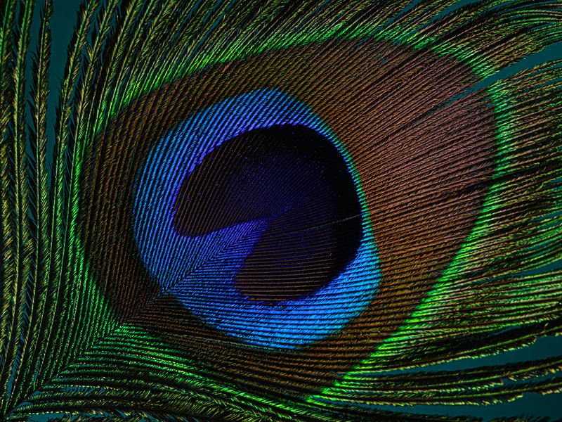 A close-up of a peacock feather with turquoise background by Marjolijn van den Berg
