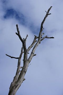 Ein toter Baumstamm von unten von Gerard de Zwaan