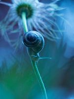 Snail blue