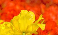 Red and Yellow