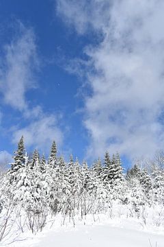 Een besneeuwd bos in de winter van Claude Laprise