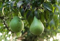 Organic pears on branch