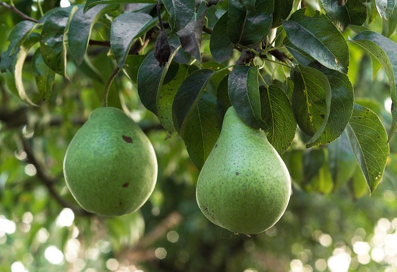 Organic pears on branch by Anne Van Opdorp