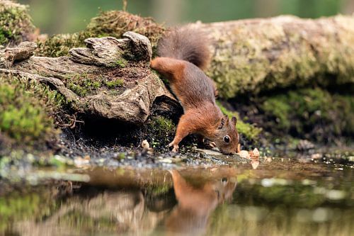 Drinkende eekhoorn