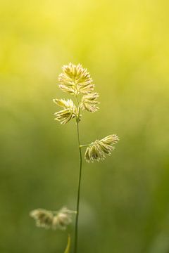 Bloeiend gras | zomerdag | zonsondergang van Marianne Twijnstra