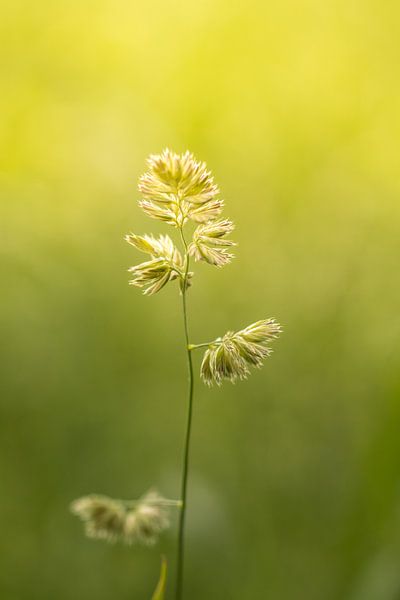 Blühendes Gras | Sommertag | Sonnenuntergang von Marianne Twijnstra