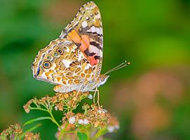 Macro van een distelvlinder op een bloem van ManfredFotos