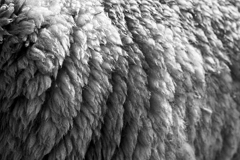 Sheepskin in black and white 04 by Cynthia Rijnsburger Fotografie